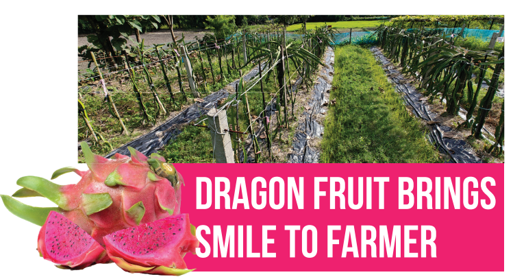 Dragon_fruit